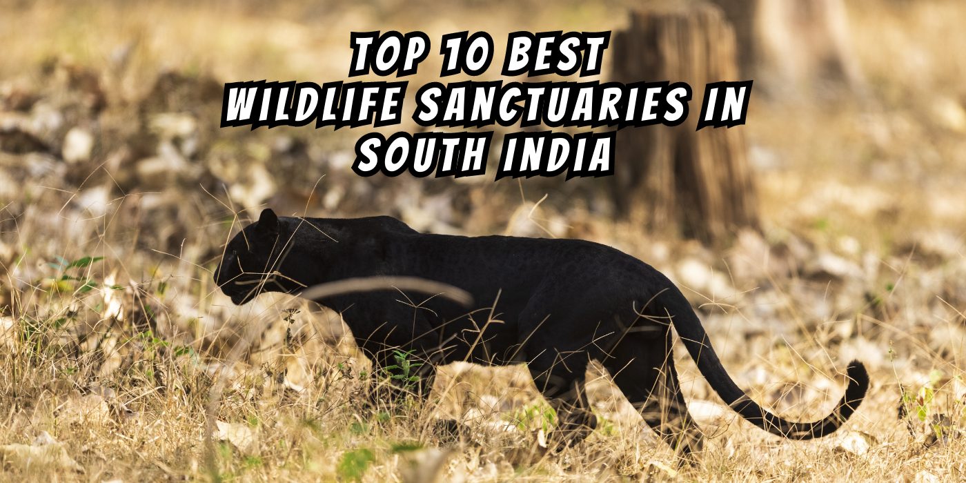 Top 10 Best Wildlife Sanctuaries In South India