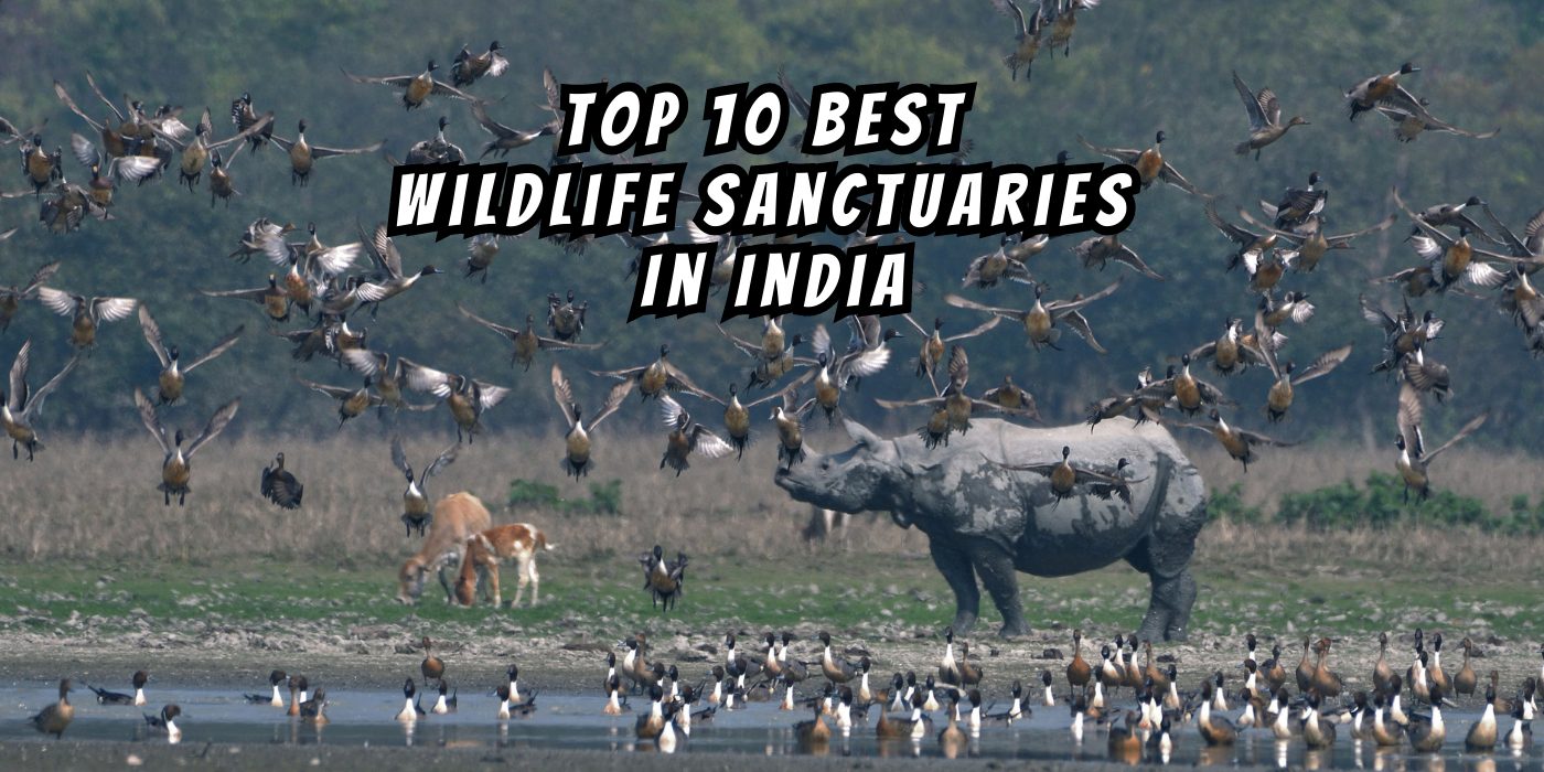 Top 10 Best Wildlife Sanctuaries In India